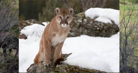 D-061 PUMA